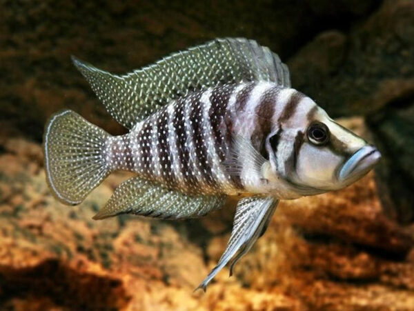 Altolamprologus calvus