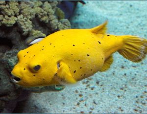 Arothron citrinellus (yellow pufer)