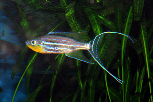 Bentochromis tricoti