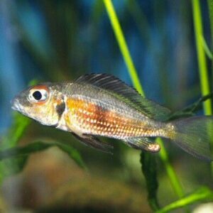 Callochromis macrops