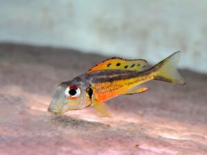 Callochromis melanostigma