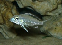 Callochromis pleurospilus