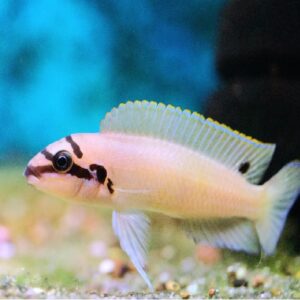 Chalinochromis brichardi