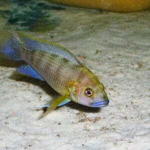 Ctenochromis benthicola