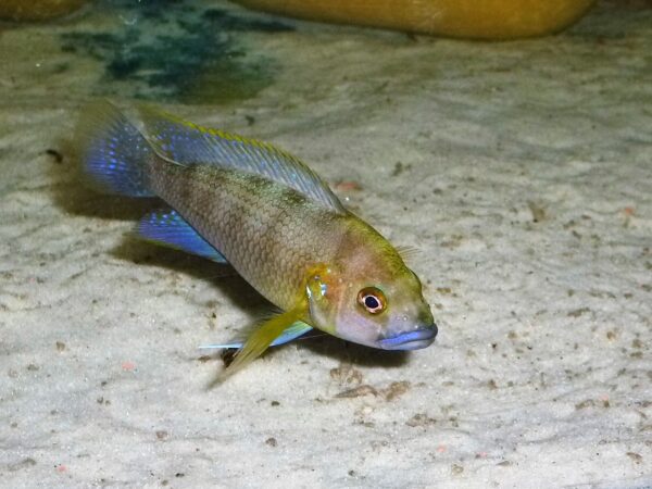 Ctenochromis benthicola