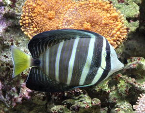 Zebrasoma veliferum